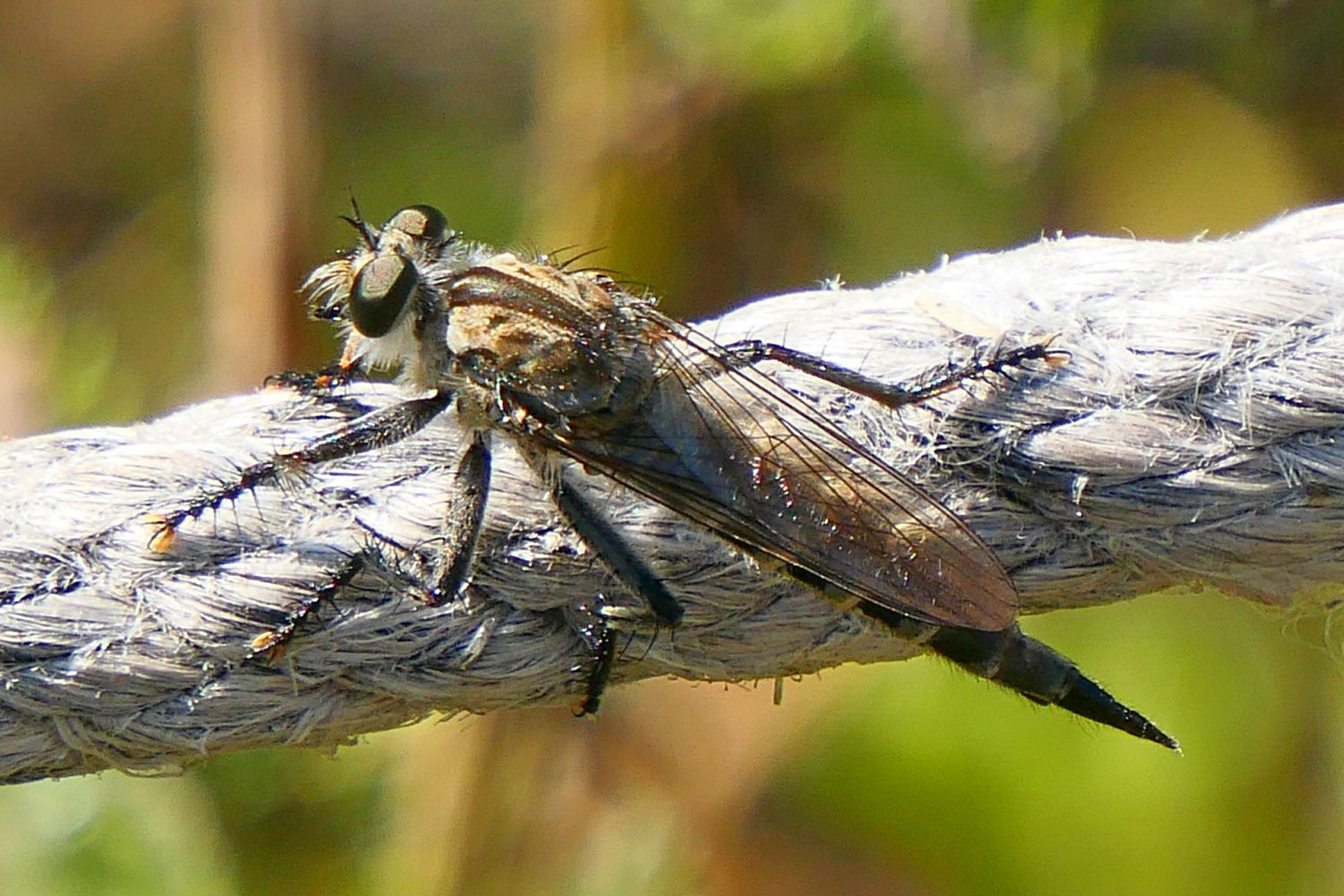 La mosca ladrona ha atrapado a un insecto.