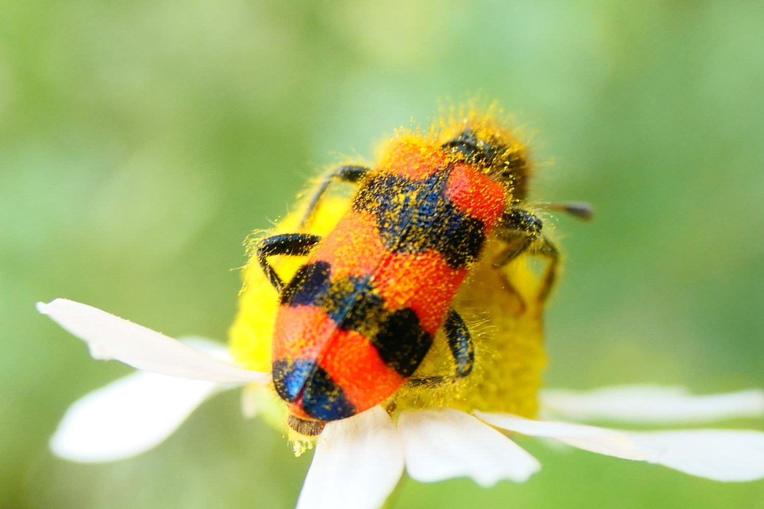El peculiar color del lobo de las abejas.