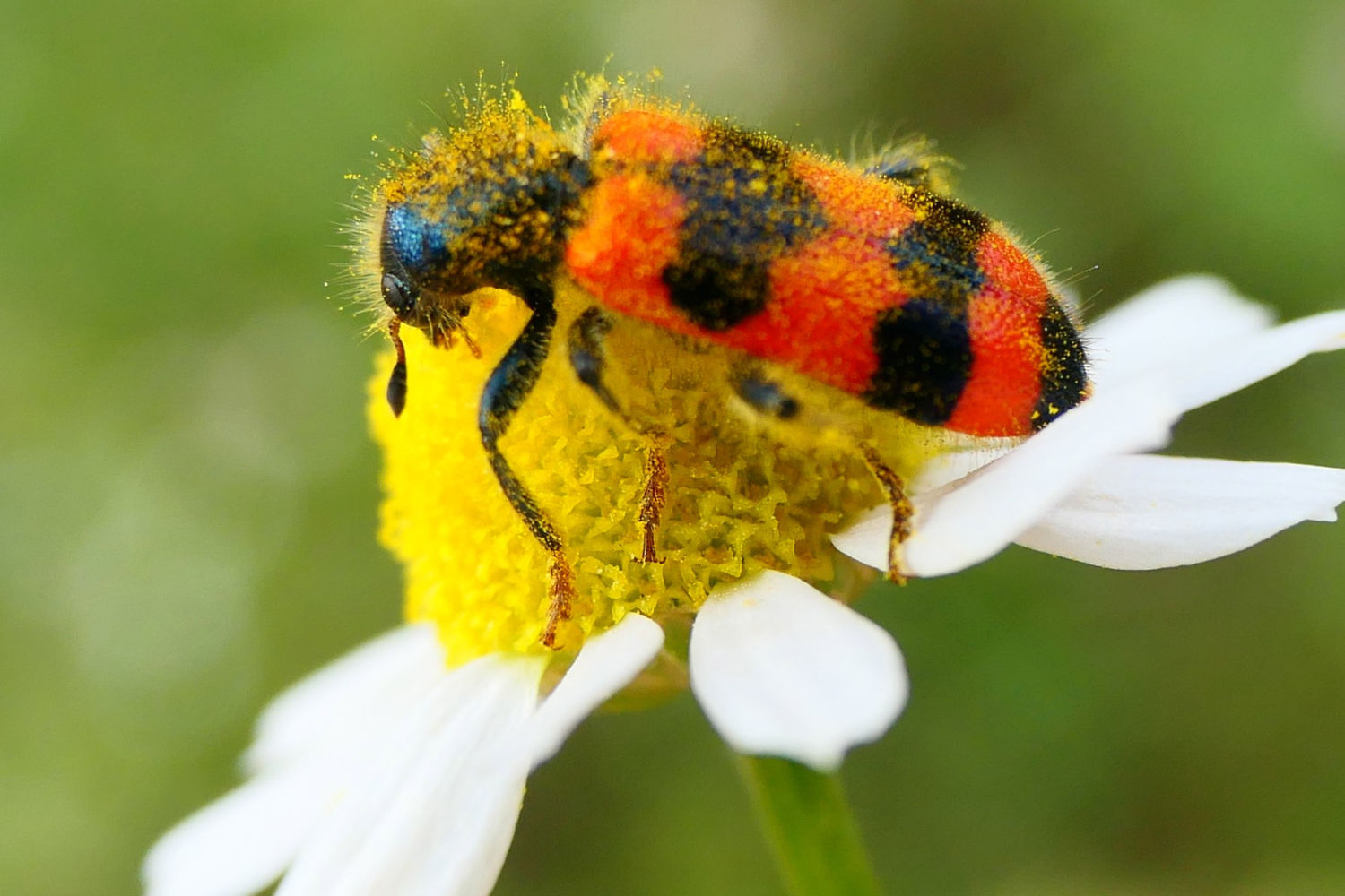 Lobo de las abejas dándose un festín de polen.