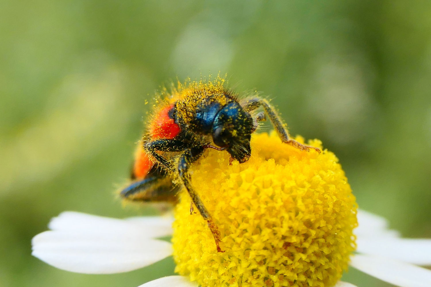 Lobo de las abejas lleno de polen.