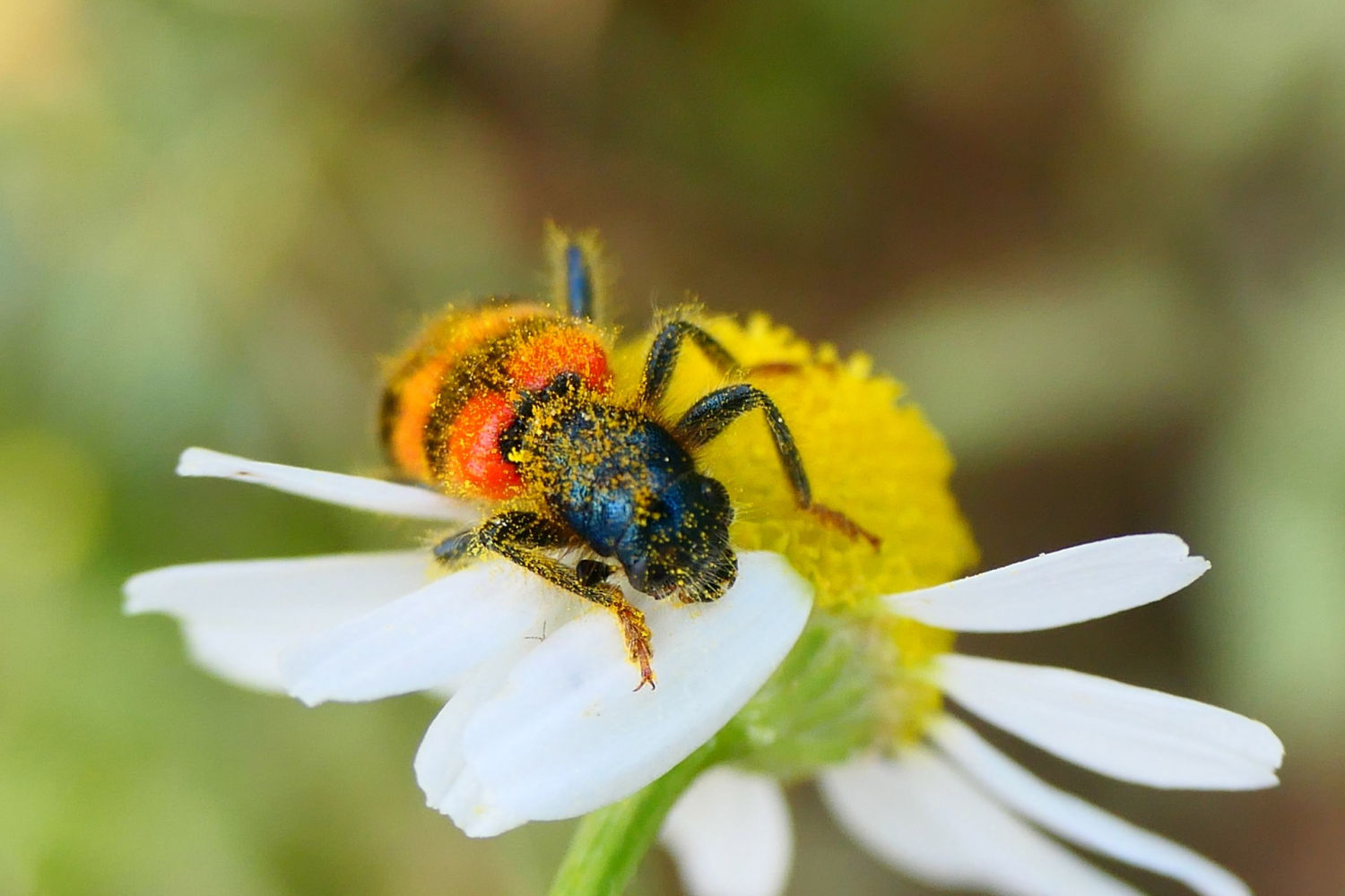 Lobo de las abejas en la margarita.