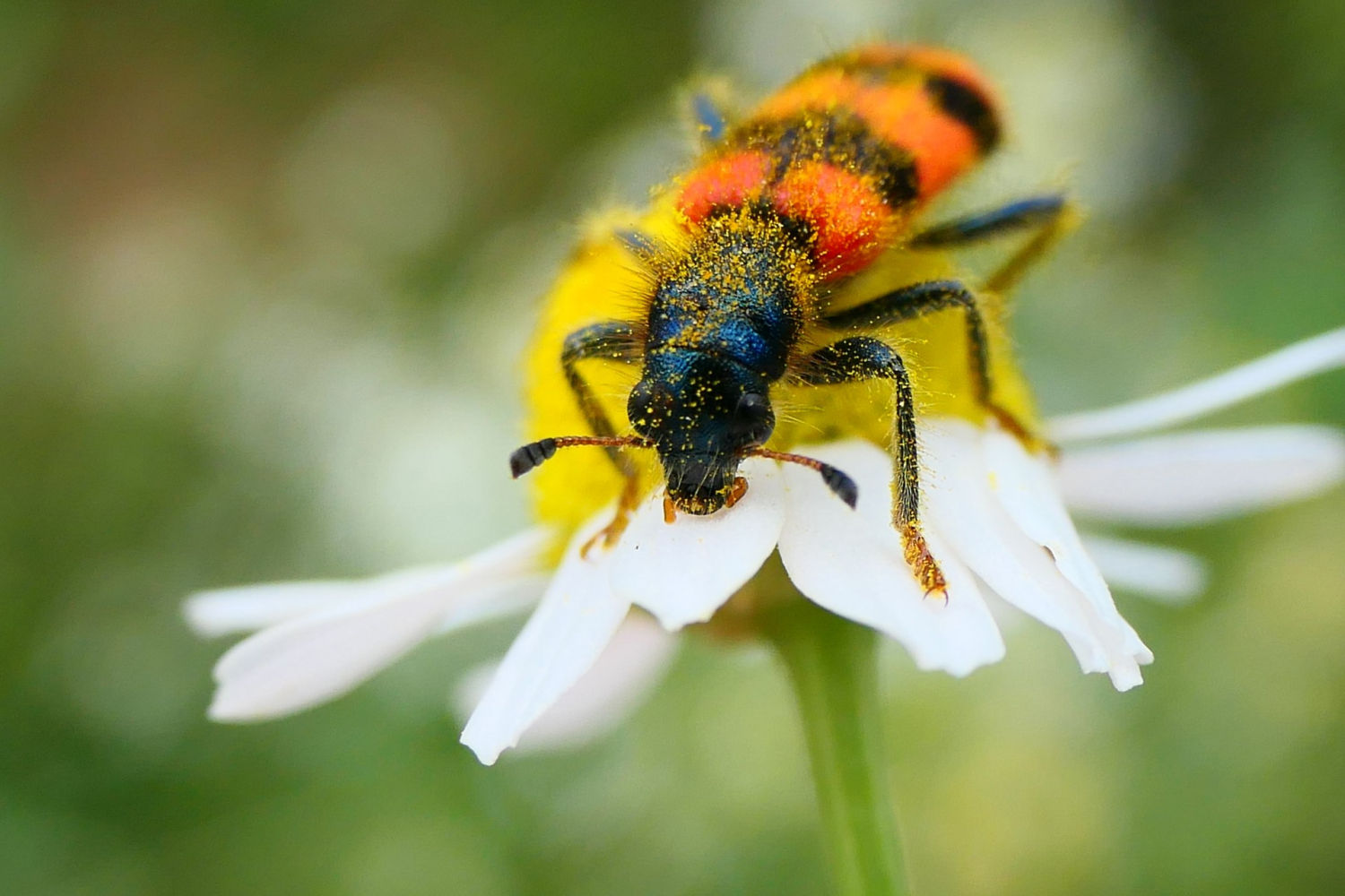 Lobo de las abejas, de cara.