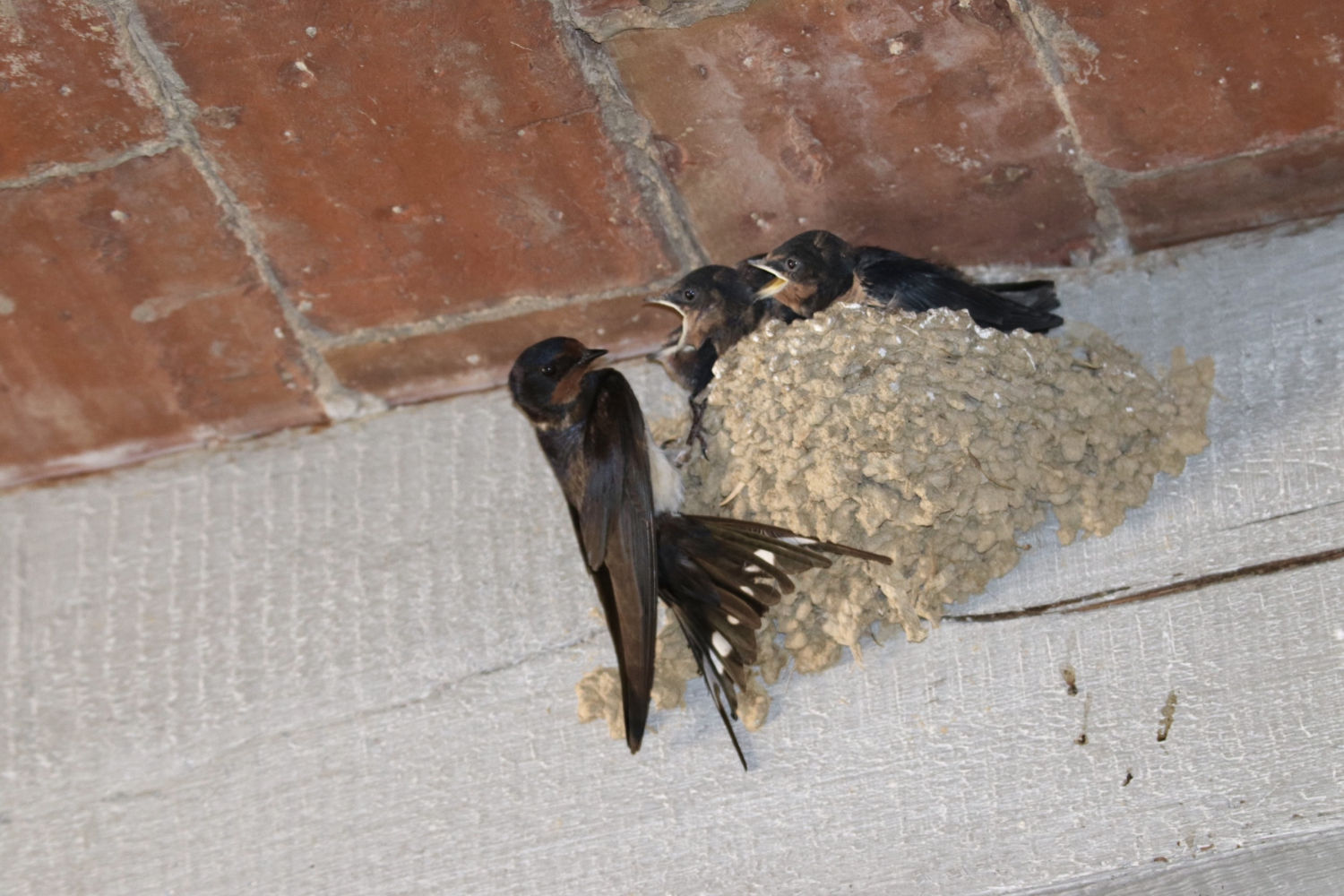 Alimentando a las golondrinas en el nido.