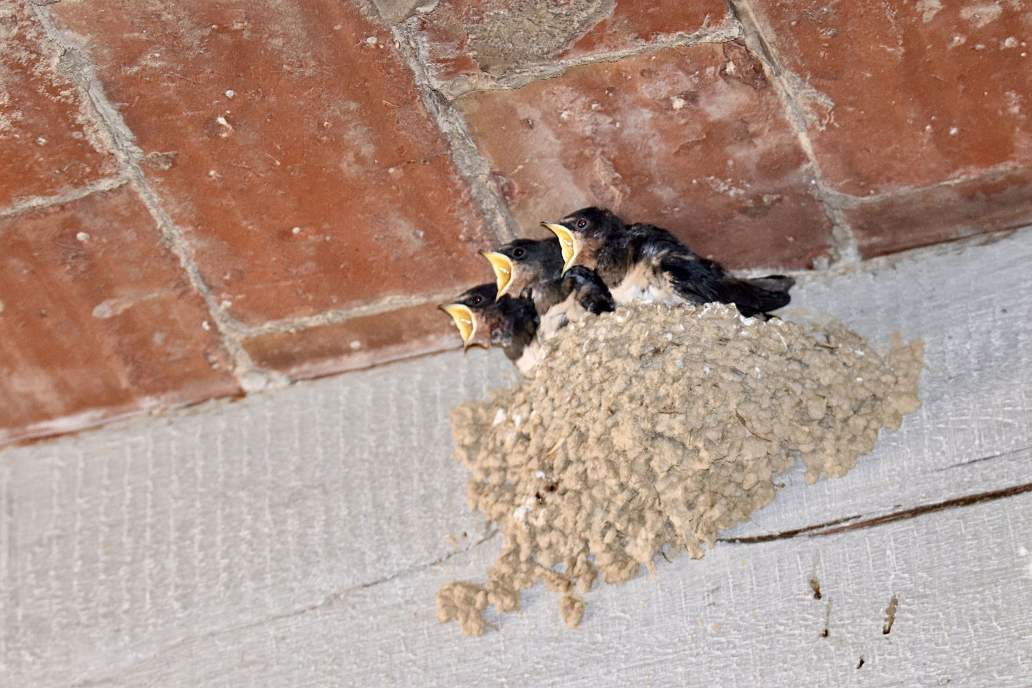 Crías de golondrina pidiendo comida en el nido.