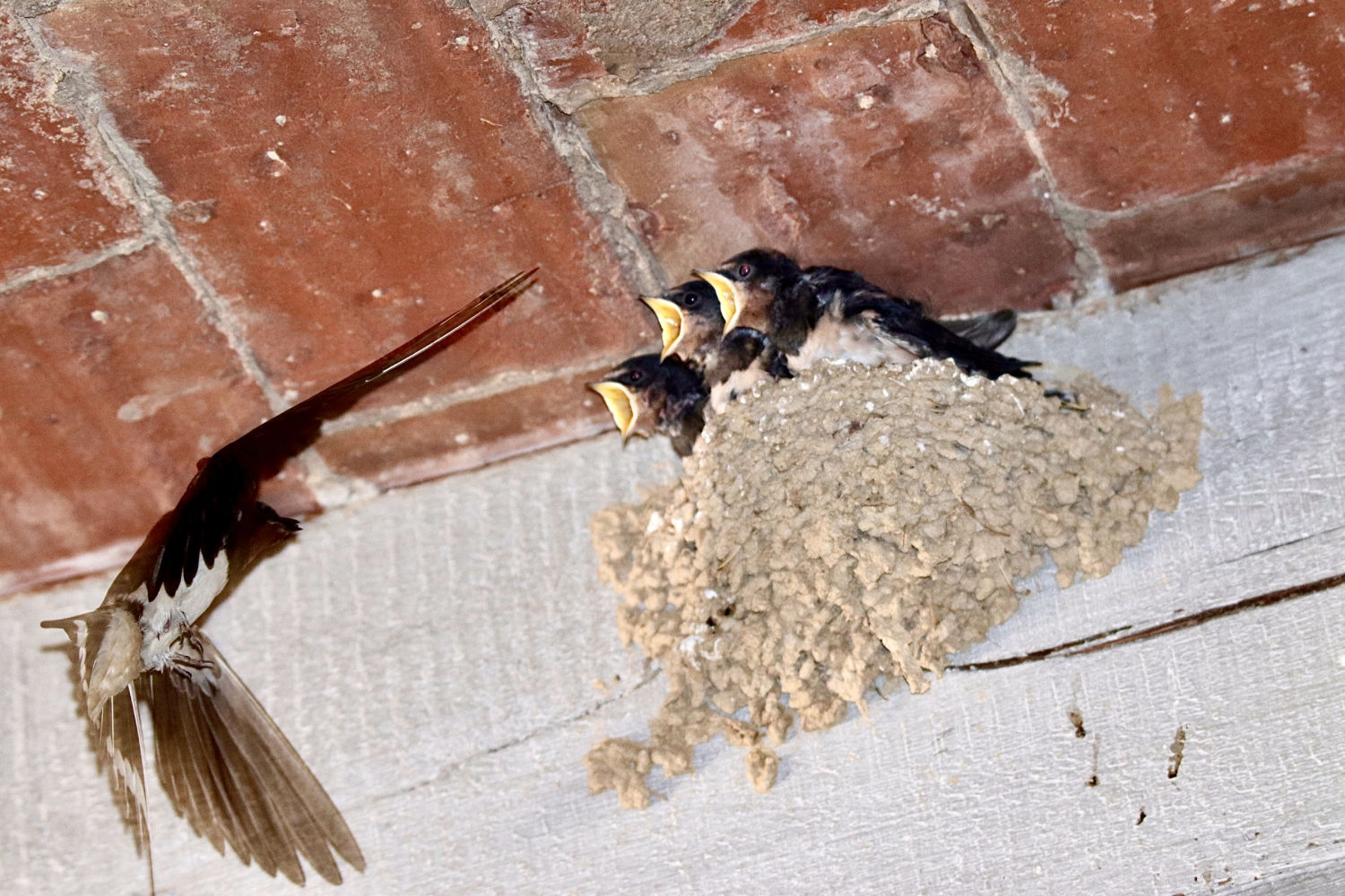 La madre llega al nido para alimentar a sus crías.
