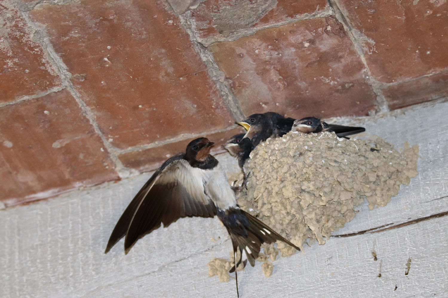 La madre se posa sobre el nido para dar alimento a sus crías.