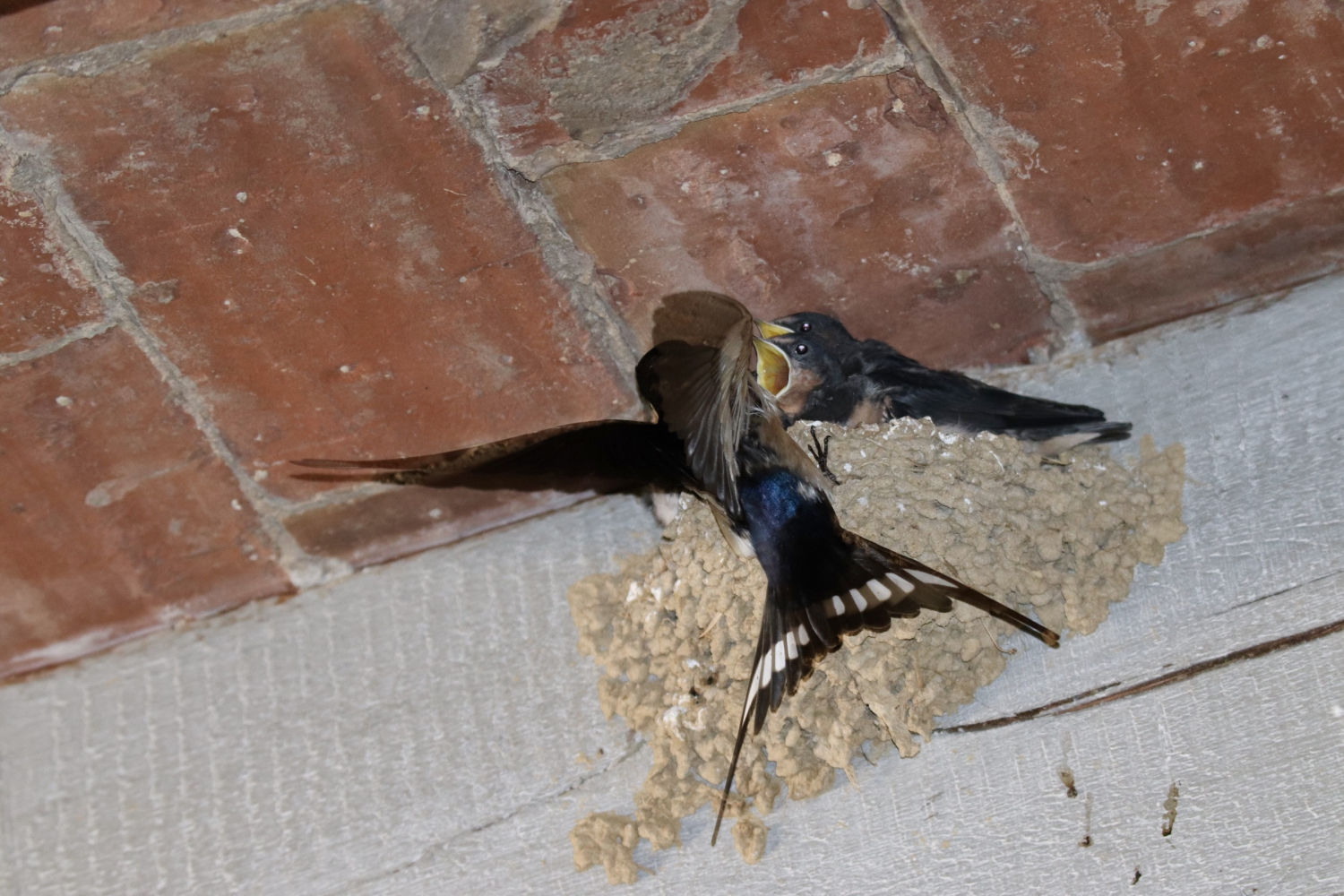 Momento de alimentar a las crías en el nido.
