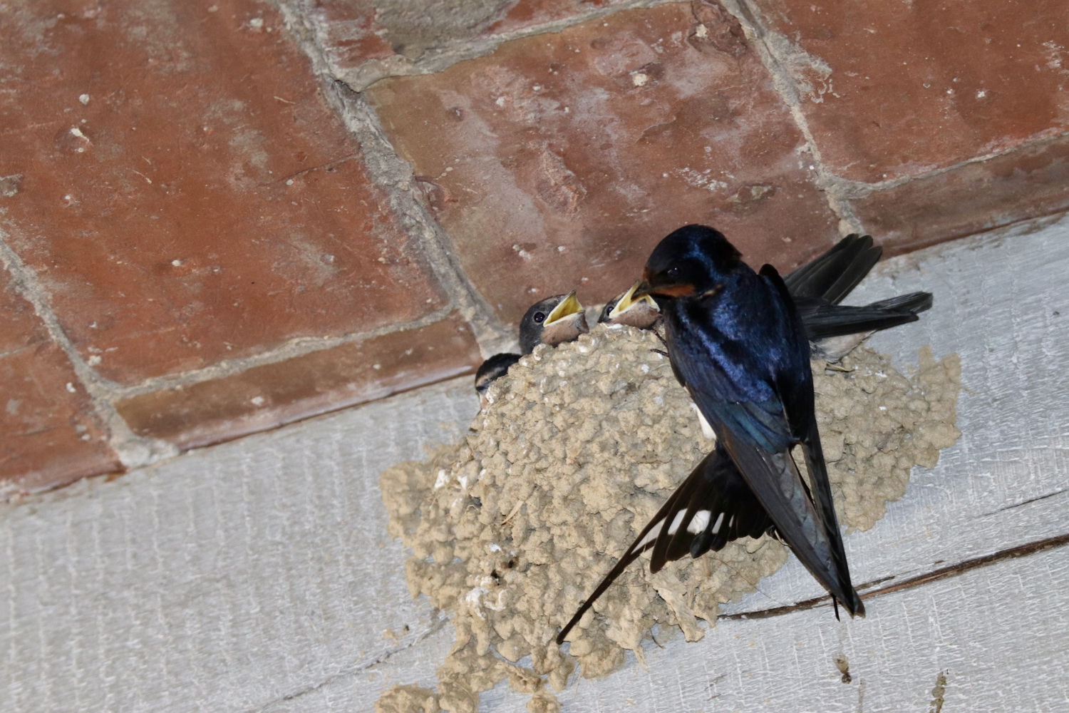 Momento en que las crías de golondrinas son alimentadas por la madre.