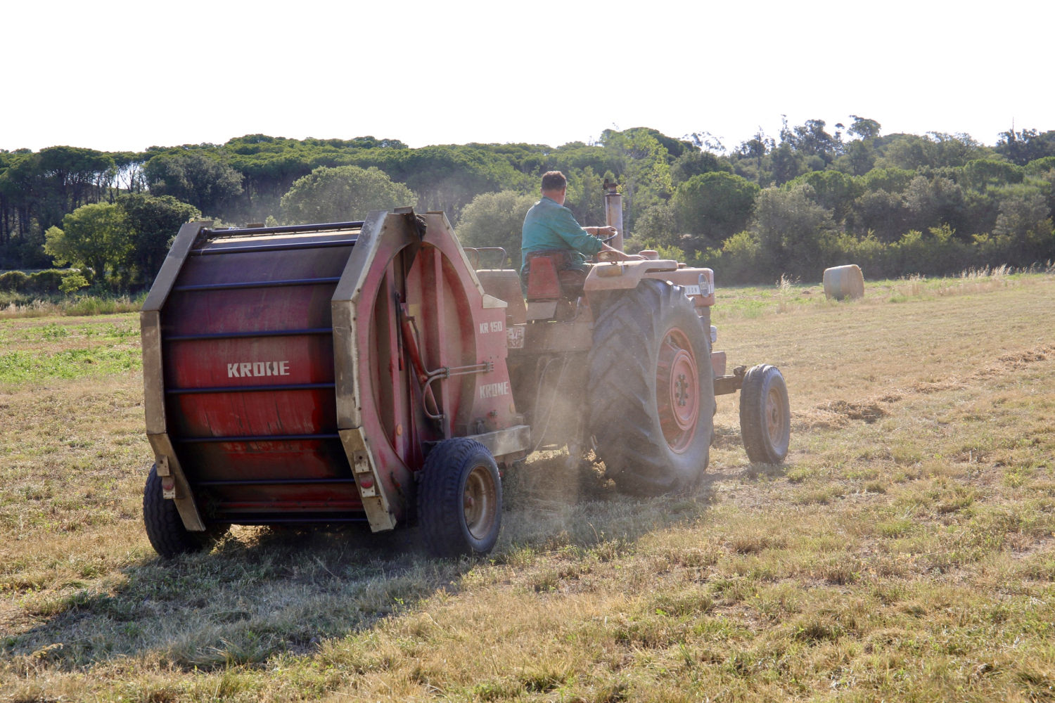 Siega con viento de tramuntana en Palafrugell.