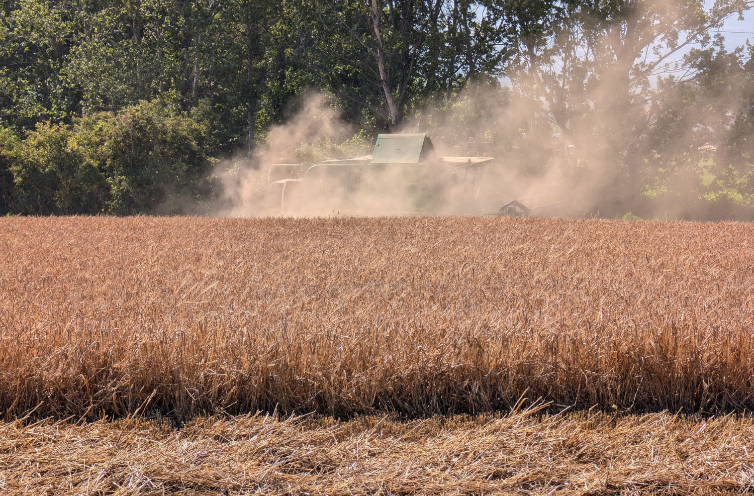 El polvo de la siega en Calldetenes.