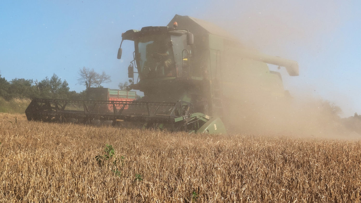 Cosechando en Calldetenes.