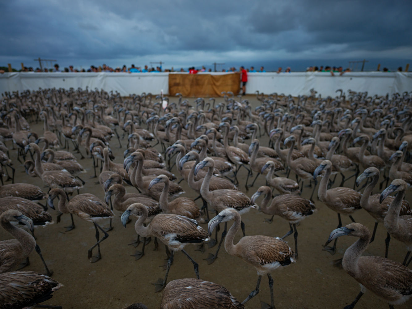 Guardería de crías de flamenco.