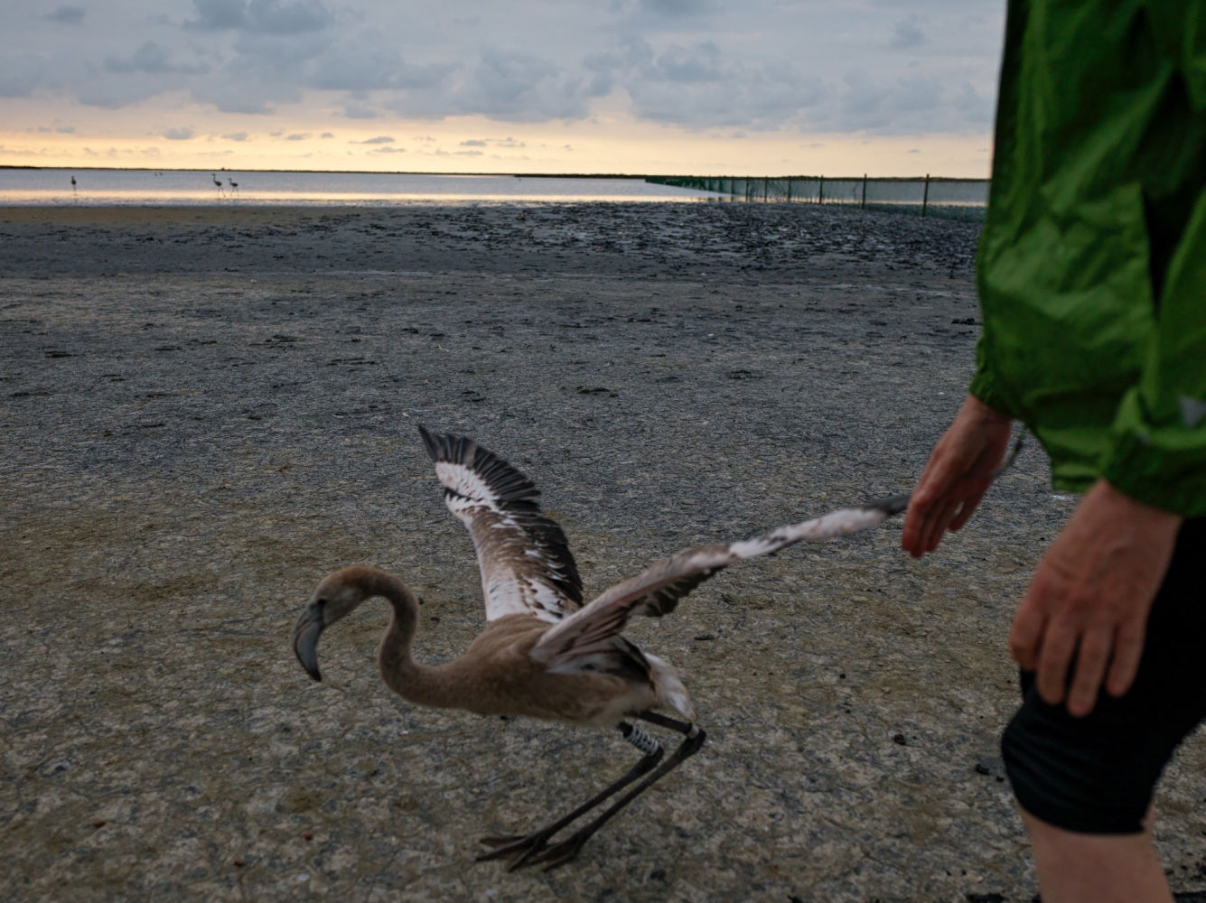 Polluelo de flamenco con anillamiento.