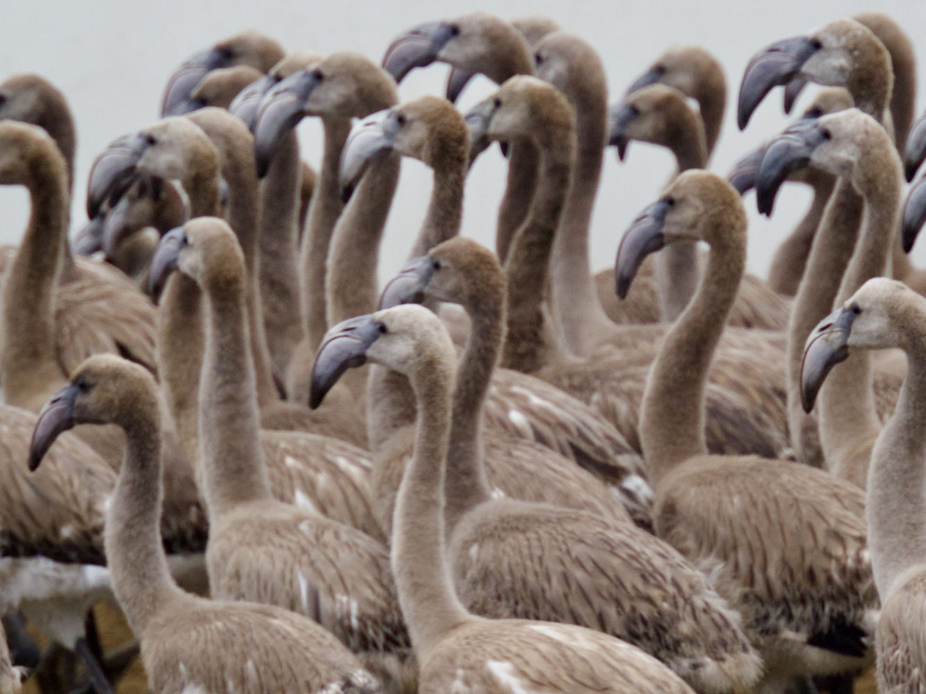 Polluelos de flamencos.