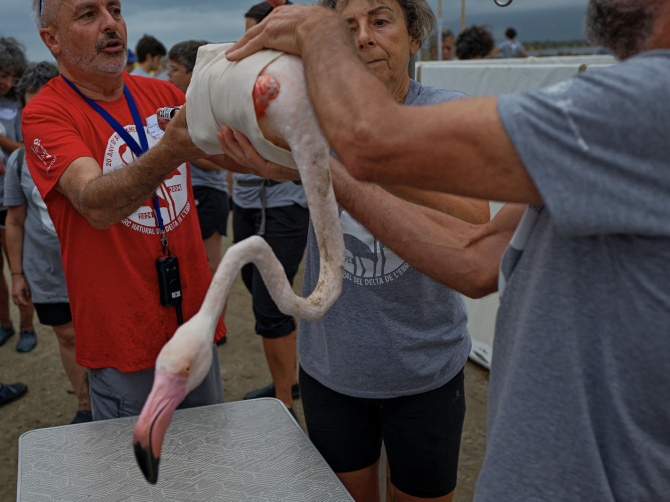 Ejemplar de flamenco adulto.