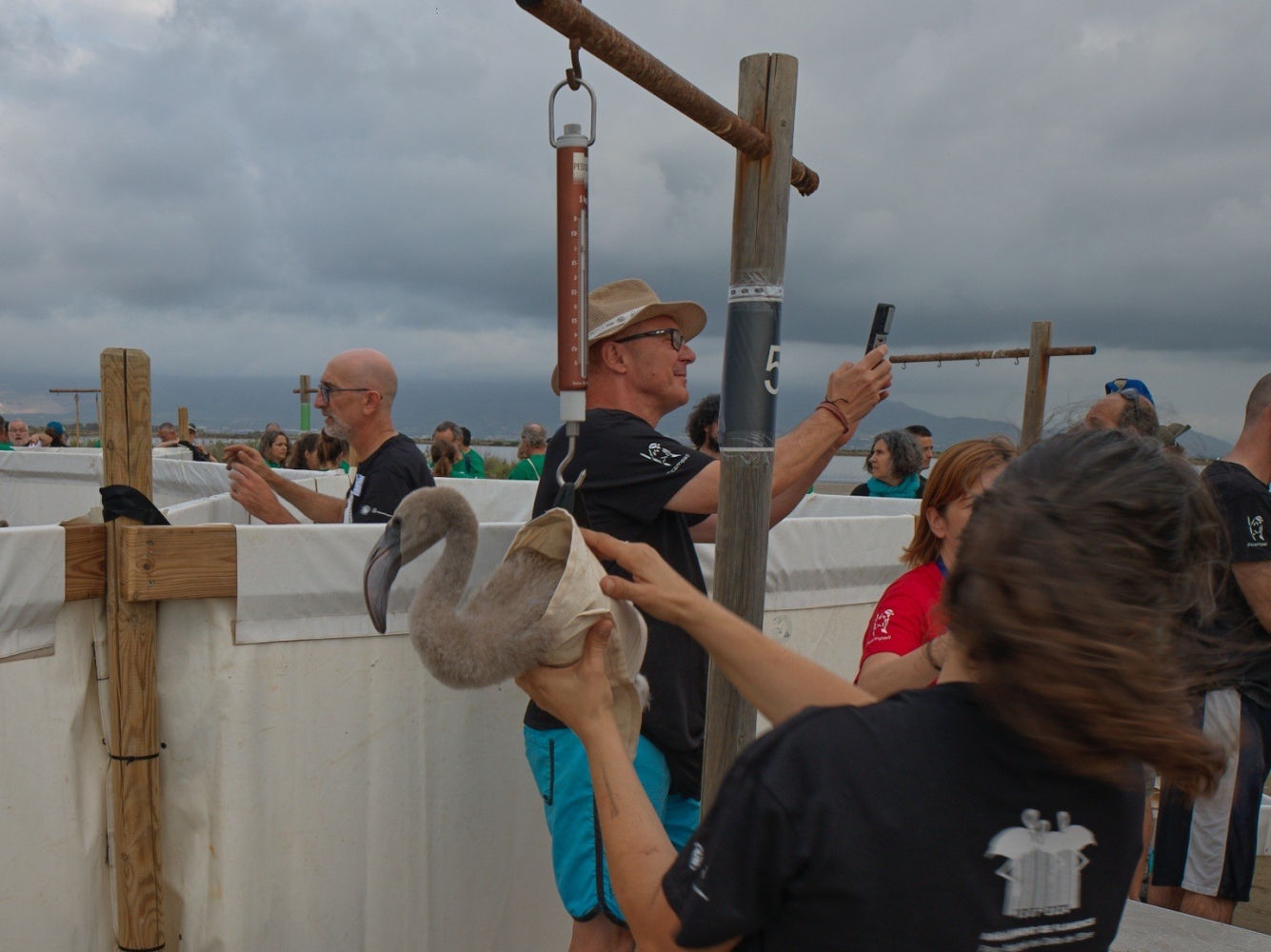 Pesado y anillamiento de flamencos.