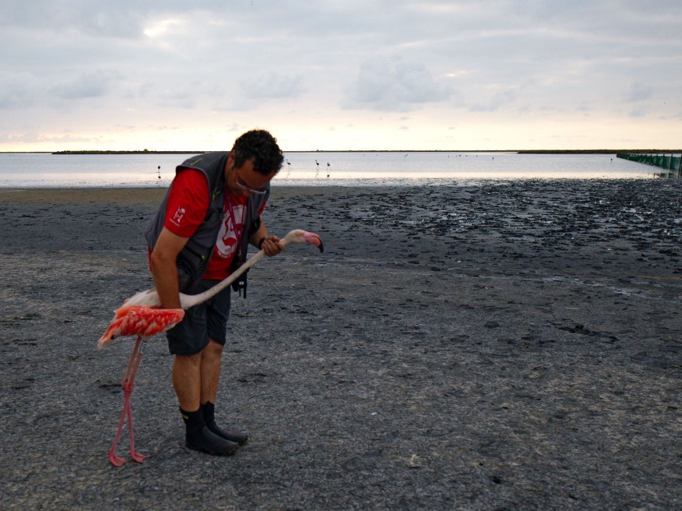 Suelta de un ejemplar adulto.