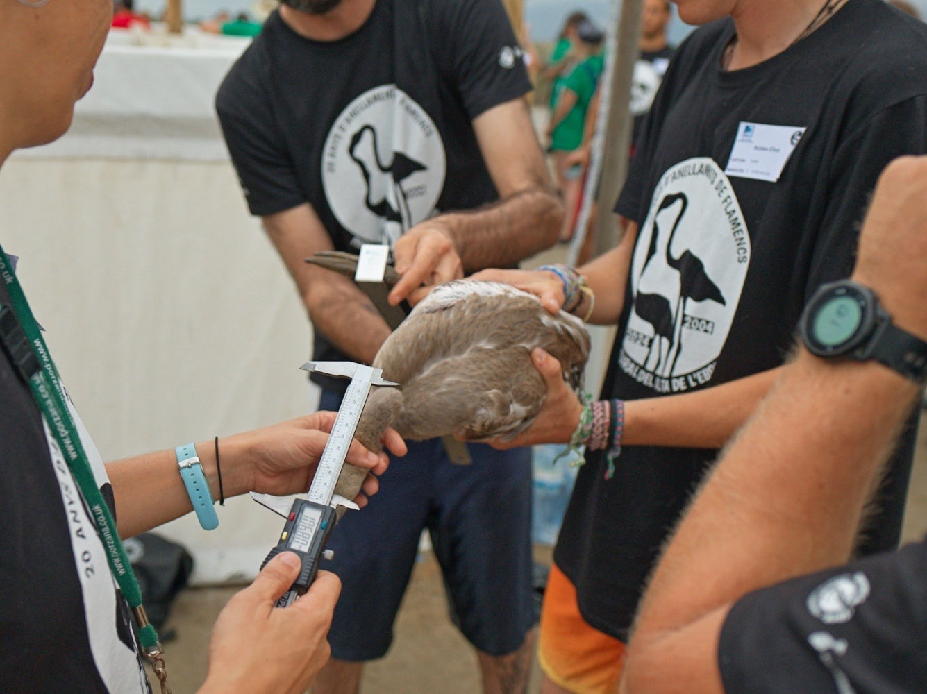 Tomando las medidas al flamenco.