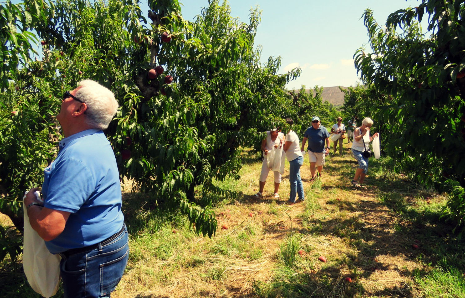 Recogiendo melocotones en Massalcoreig.
