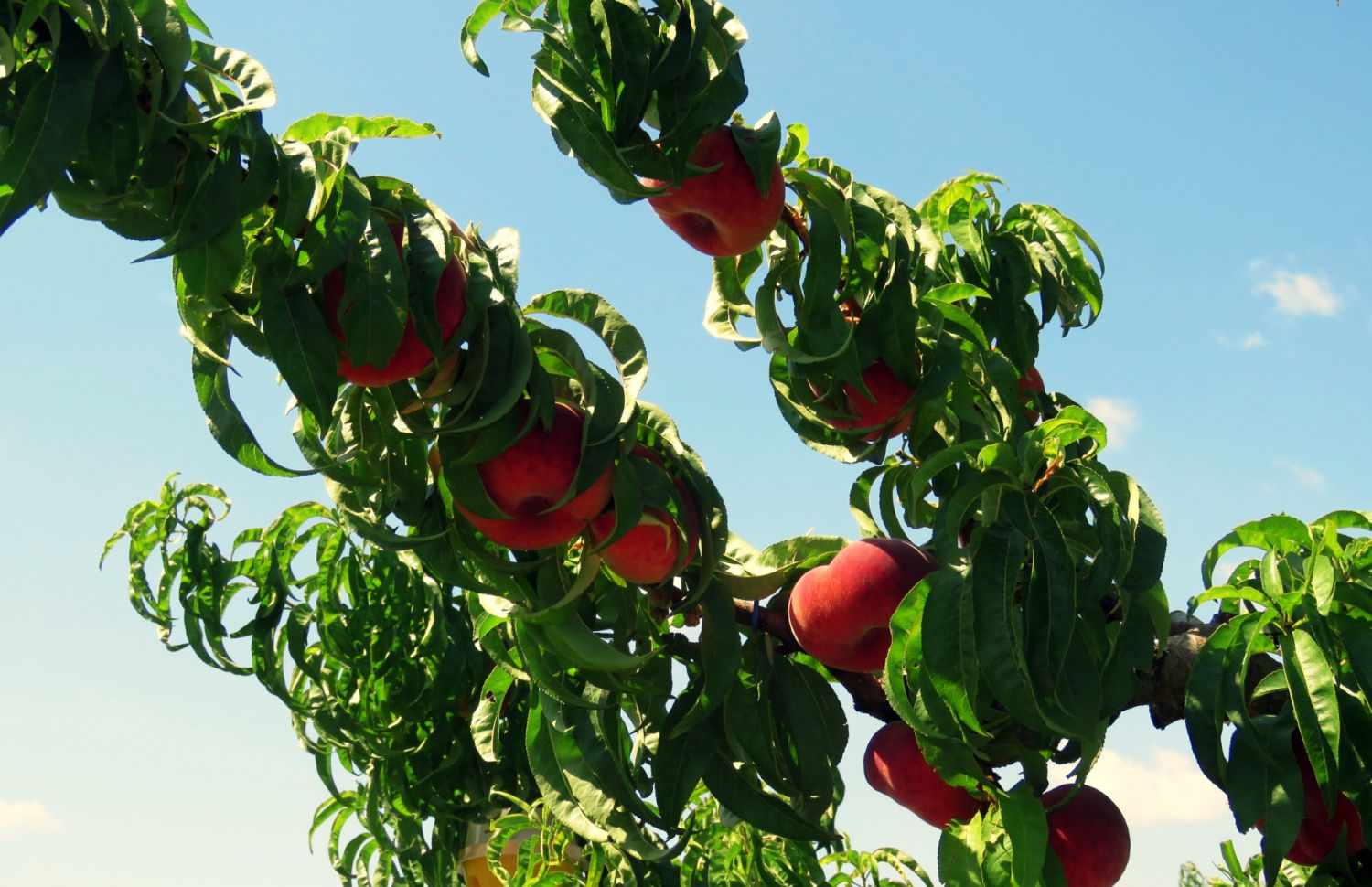 Fruta esperando ser recogida en Massalcoreig.