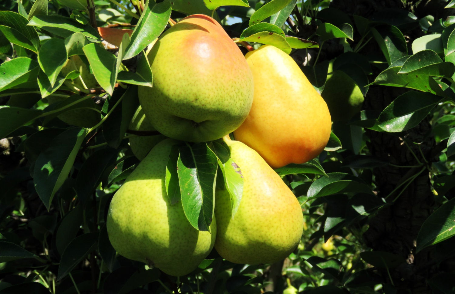 Detalle de las peras en Massalcoreig.
