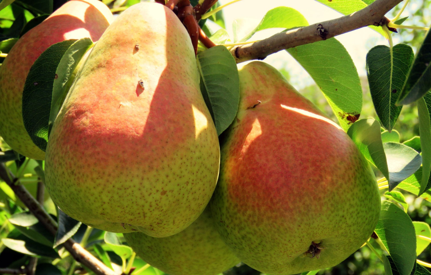 Peras de Massalcoreig.