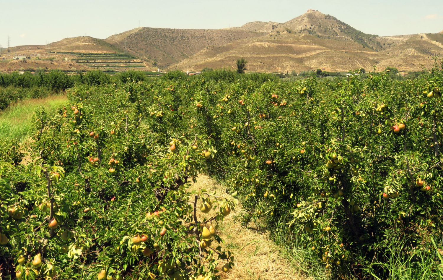 Paisaje de campos frutales y ricos de Aiguabarreig.