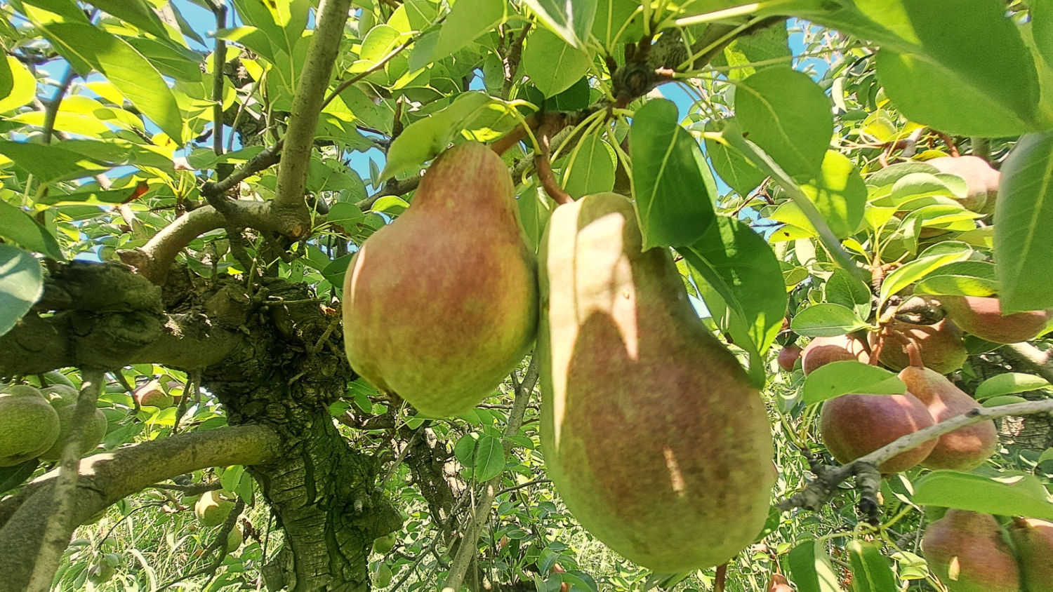 Peras a punto de ser recogidas.