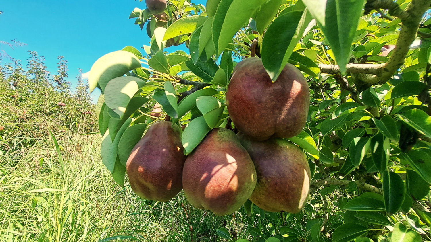 Peras para la cosecha en Massalcoreig.