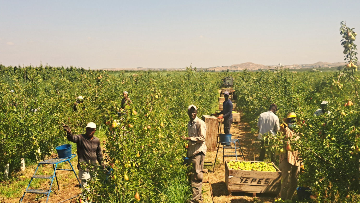 Jornaleros en Massalcoreig.
