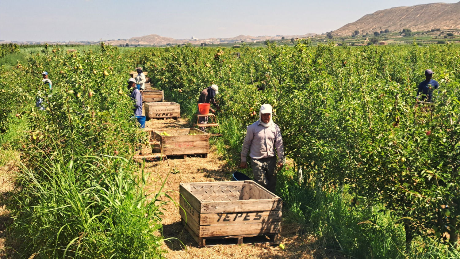 Jornaleros en el campo en Massalcoreig.