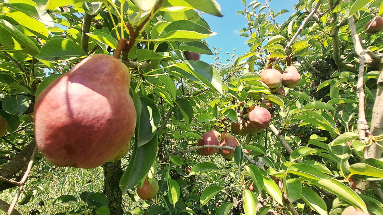 Campo de peras en Massalcoreig.