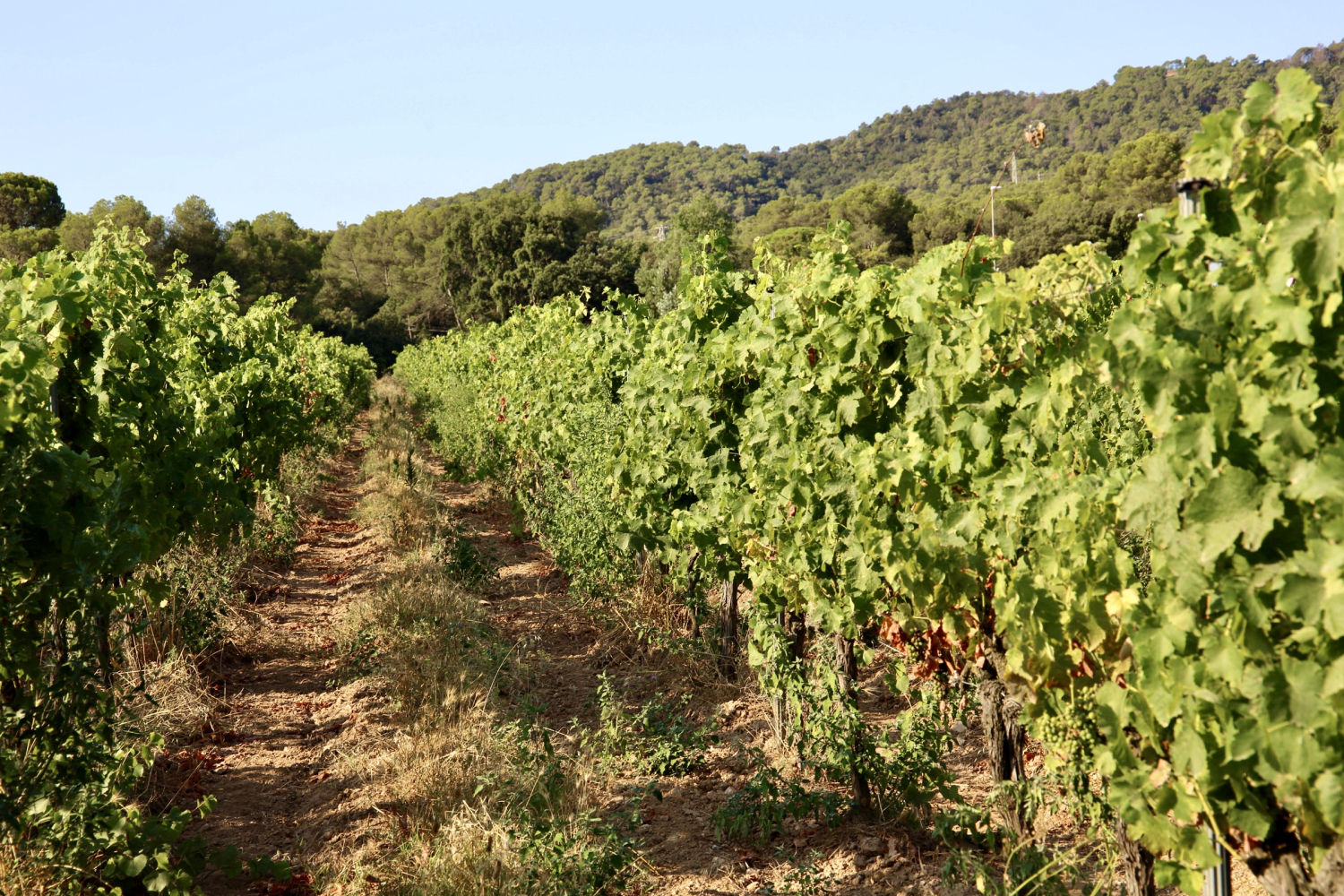 Viña de Torrent en julio.