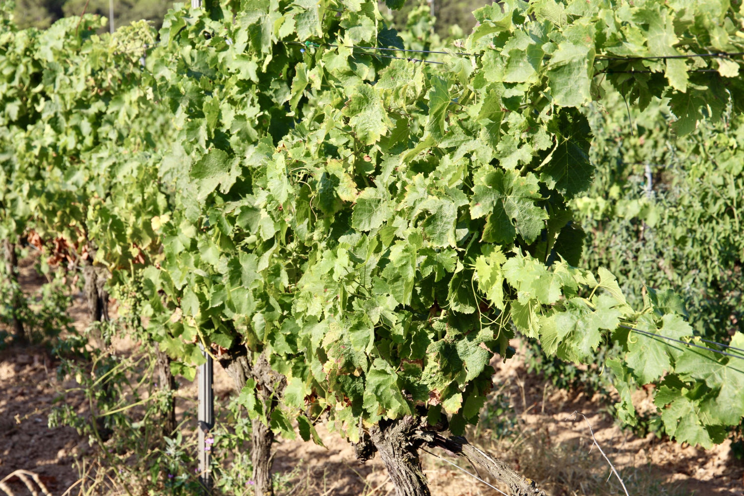 Detalle de la viña en verano, en Torrent.