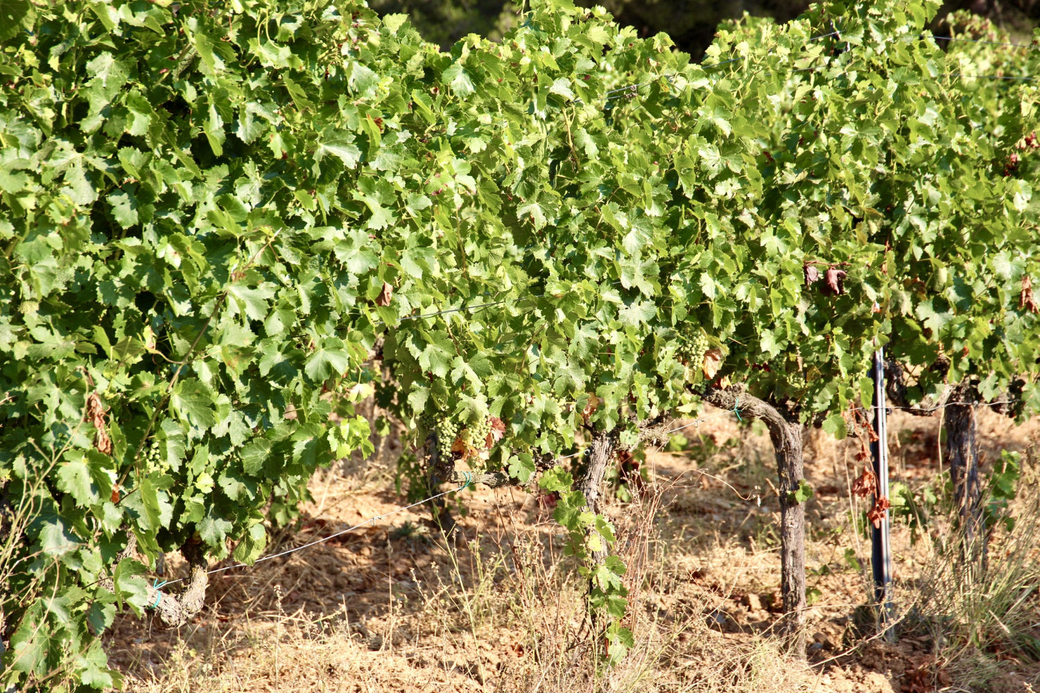Viña del Baix Empordà, en Torrent.