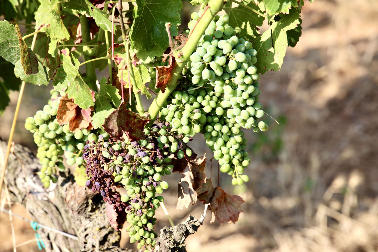 Detalle de la uva en verano.
