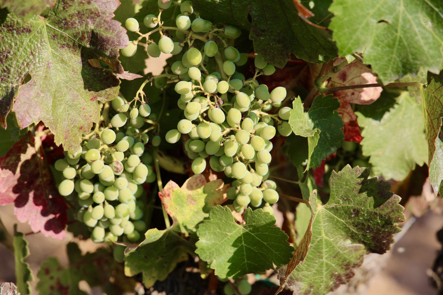 Viña de Torrent en pleno mes de julio.