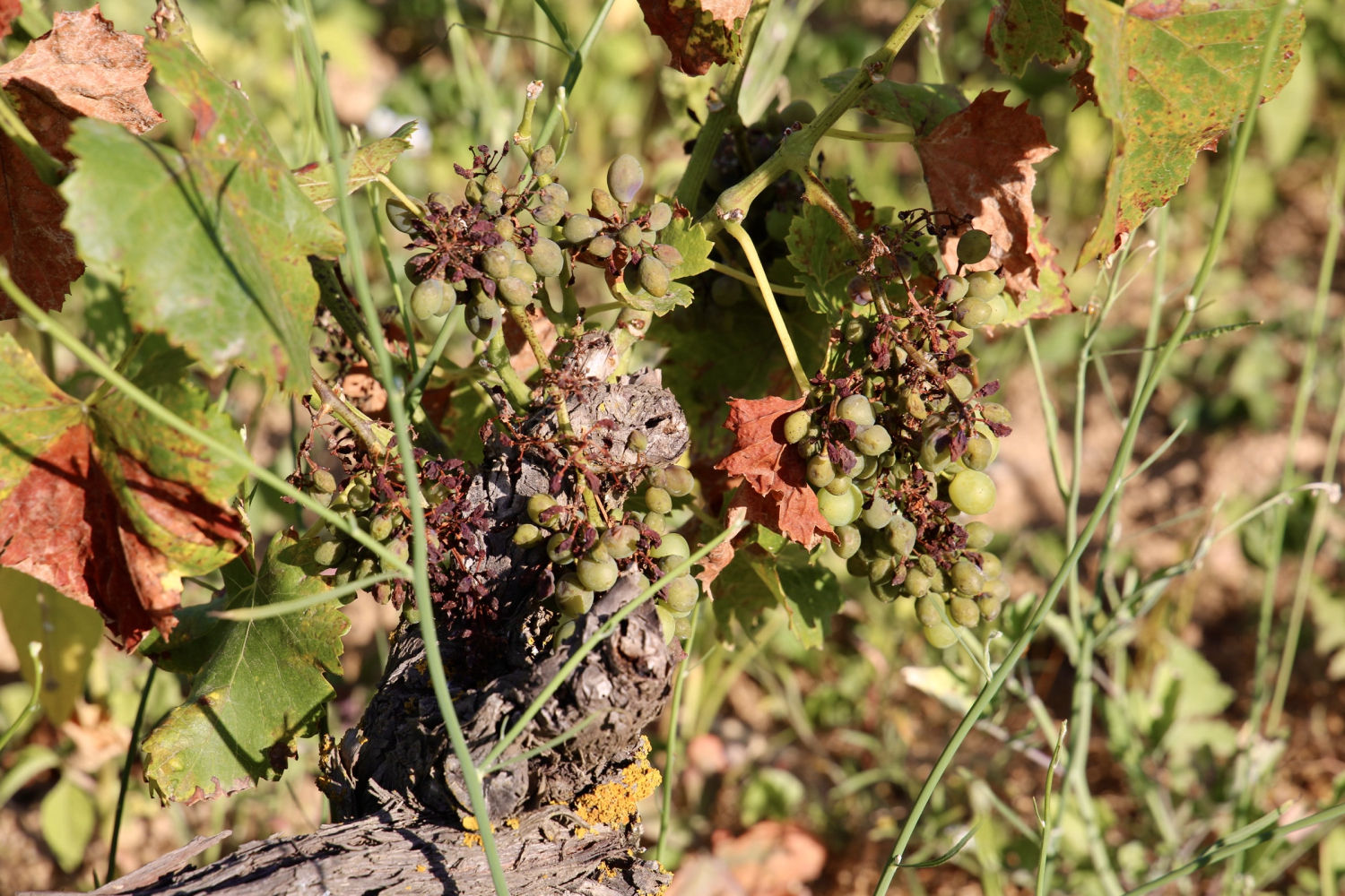 Viña seca en Mont-ras.
