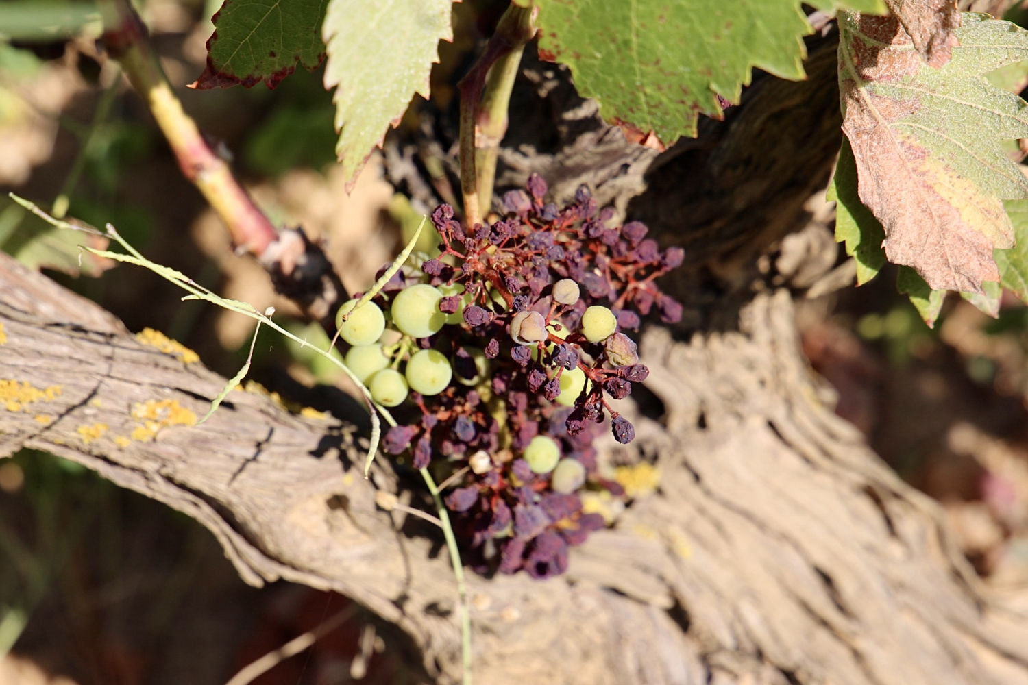Viña entre verde y seca en julio en Mont-ras.