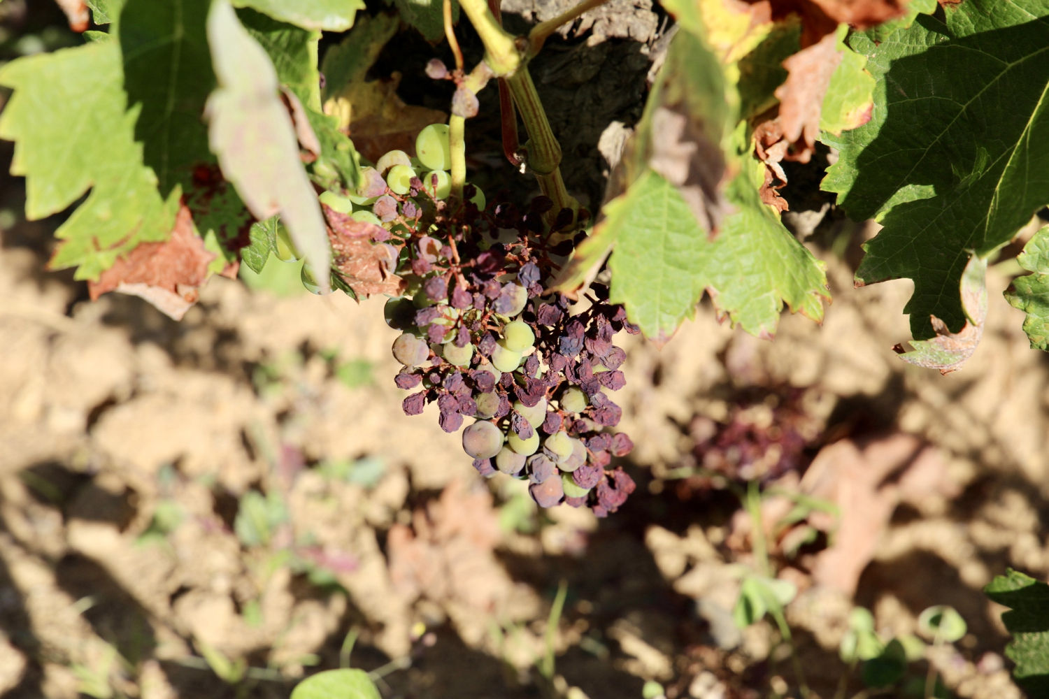 La viña veraniega de Mont-ras.