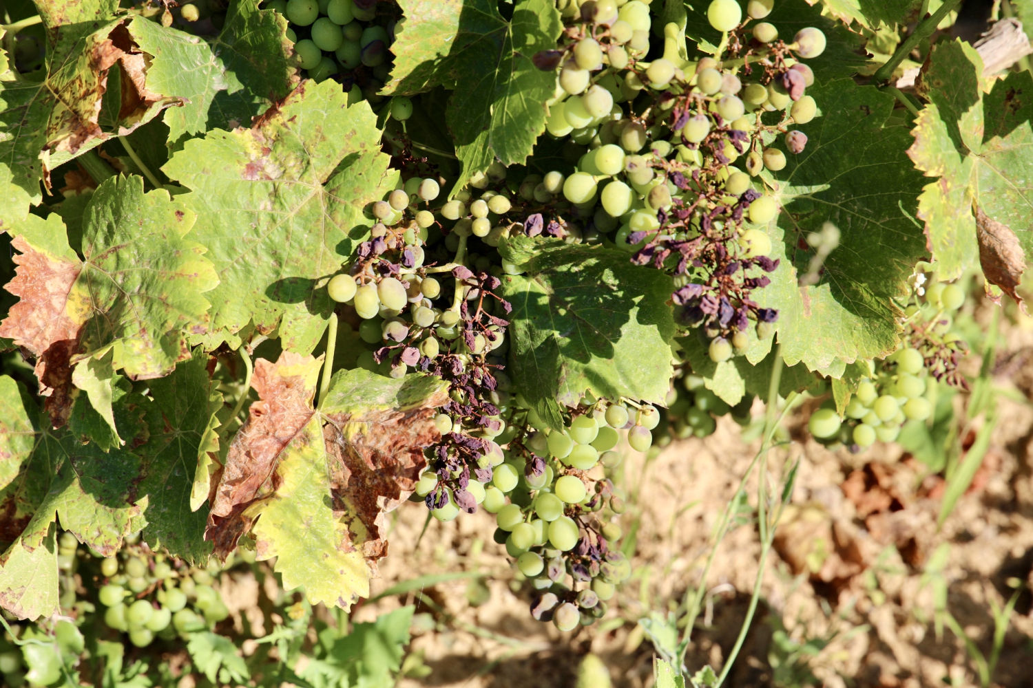 Viña de Mont-ras en verano.
