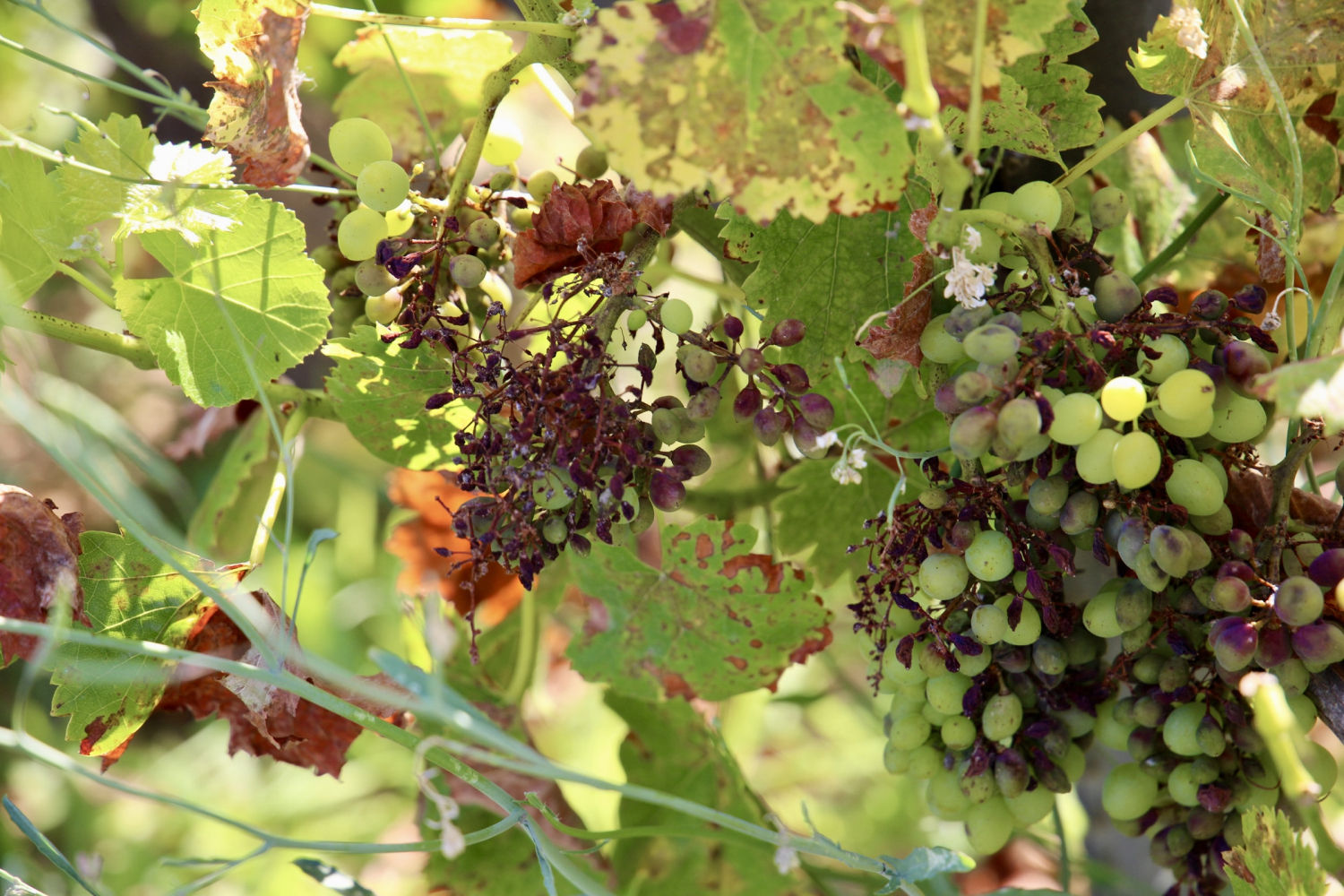 Viña de Mont-ras en pleno mes de julio.