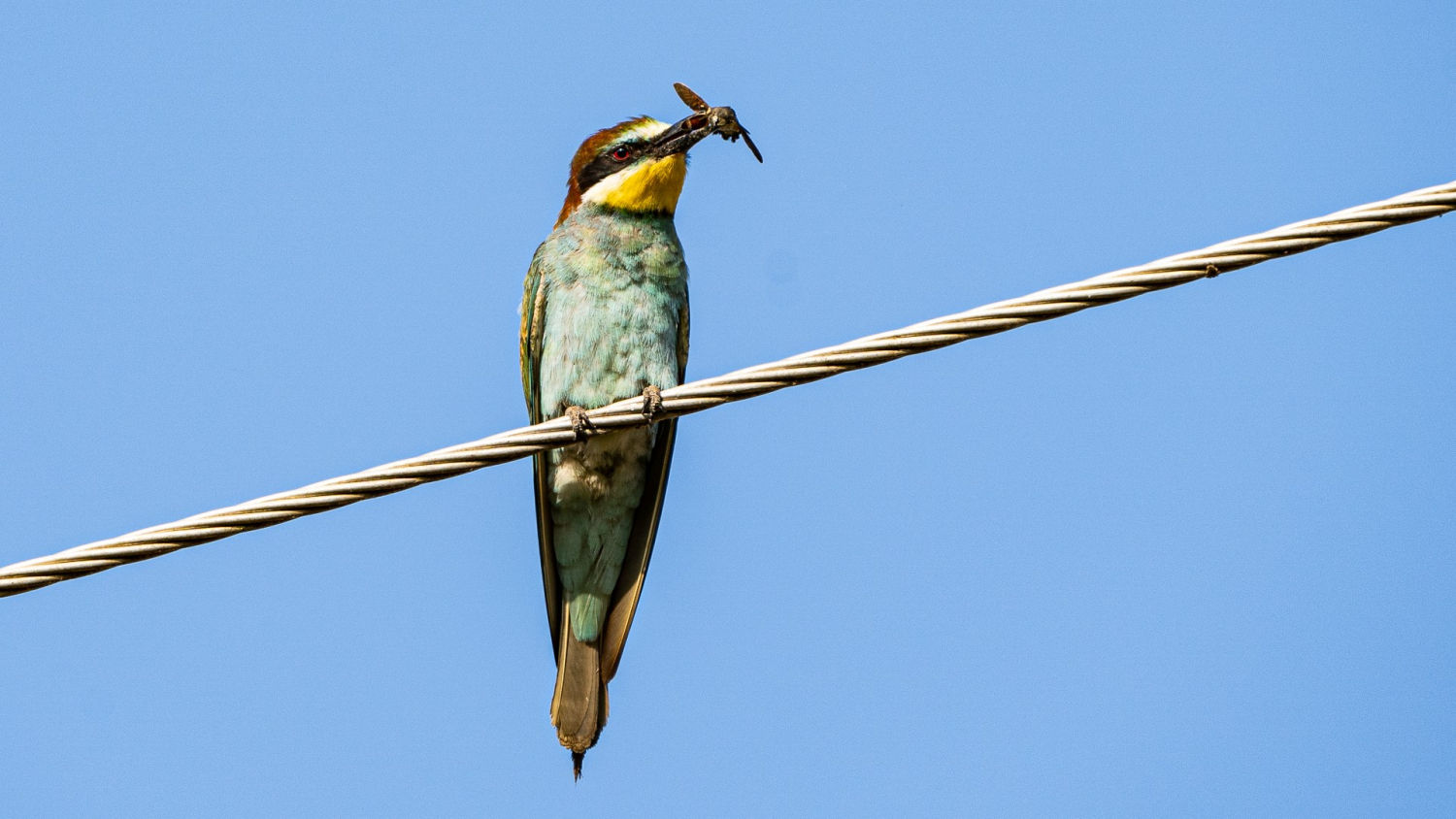 Abejaruco con su presa en el pico.