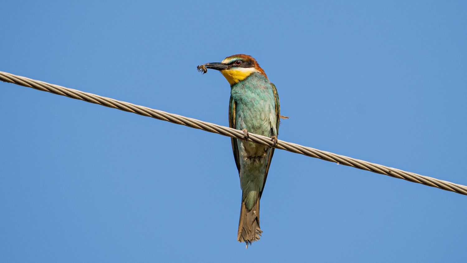 Abejaruco con un insecto en el pico.