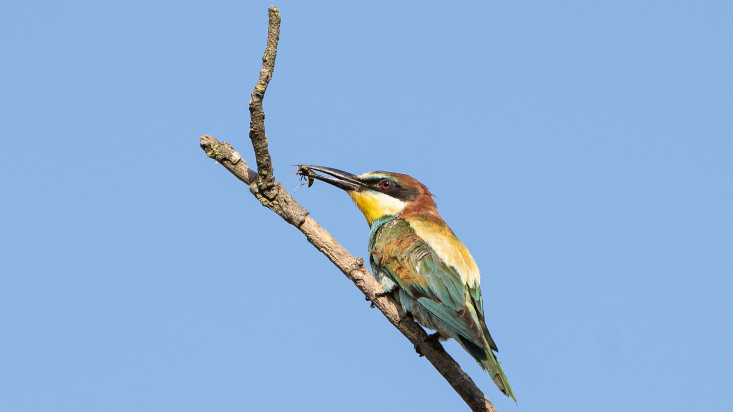Abejaruco con una presa atrapada en el pico.