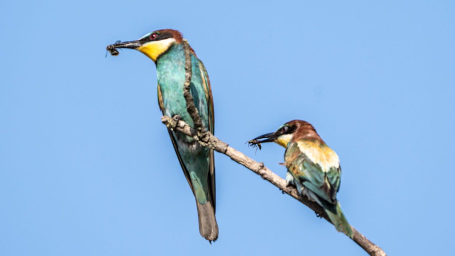 Pareja de abejarucos.