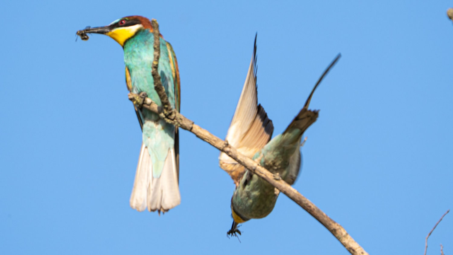 Los vistosos abejarucos.