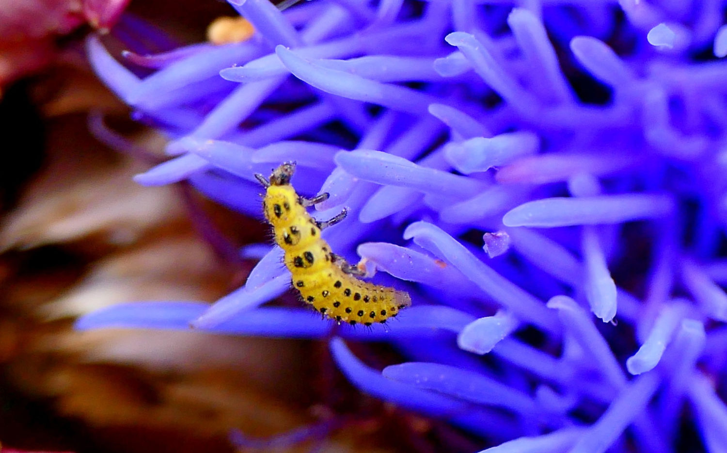 Pupa de la mariquita de 22 puntos.