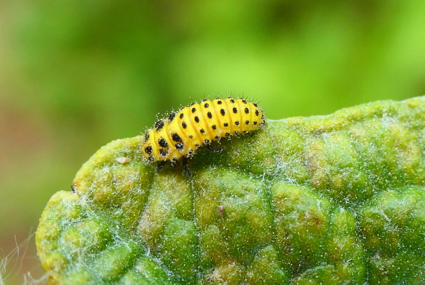 La larva de la mariquita de 22 puntos.
