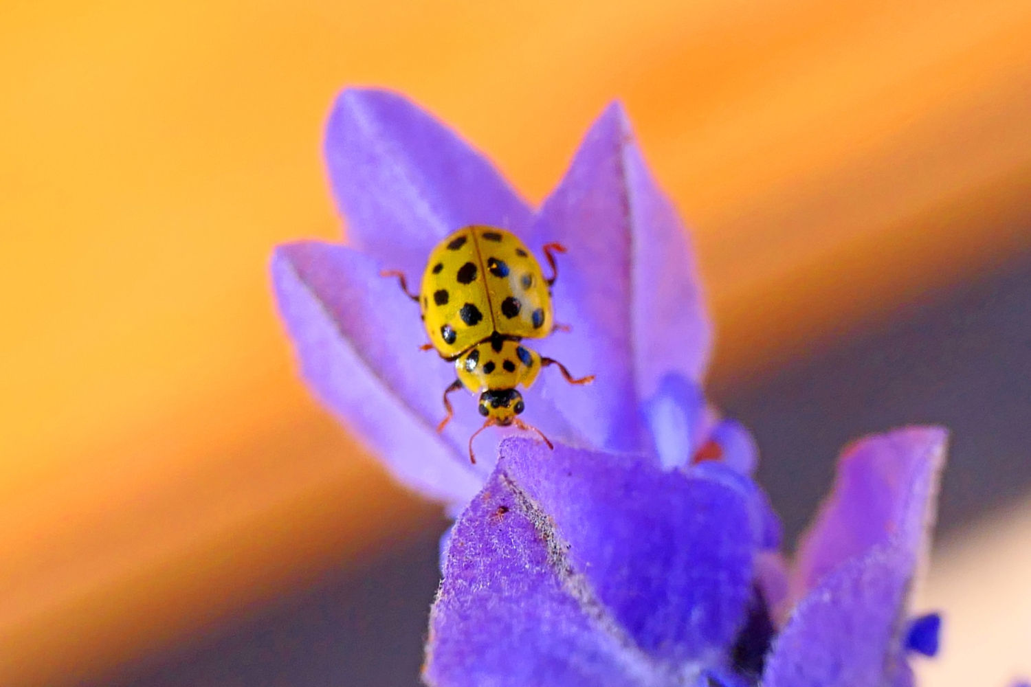 Mariquita de 22 puntos posada en la flor.